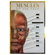 Qualiprint Muscles of the Face Poster - 300GSM, 42cm x 29.7cm | Gold Foil Silk Finished Human Anatomy Wall Art for Salon Decor, Classroom Learning &