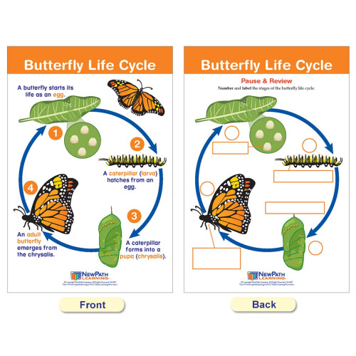 NEW PATH LEARNING Life Cycles Set of 8 1