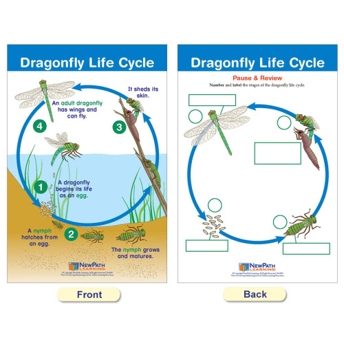 NEW PATH LEARNING Life Cycles Set of 8 2