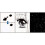 Kuretake Zig Cartoonist Ink (White) 2