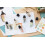 STABILO BOSS MINI Naturevibes - Highlighter - Pack of 6 - Assorted Colours 4