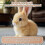 Interactief pluche elektrisch konijn van Hopping Bunny 5