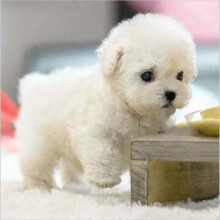 HK&Hanker Robot Puppy, HK&Hanker- My Realistic Robot Puppy