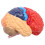 Cerebral Anatomical Model Anatomy 1:1 Half Brain Brainstem Teaching Lab Supplies 7
