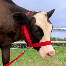 Adjustable Nylon Cattle Halter with Lead Rope, Red Medium Cow Halter for Calf Goat Foal Horse Donkey