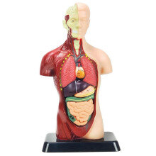Modelo de Corpo Humano de 11 Polegadas para CriançAs, Brinquedos Modelo de Anatomia Do Tronco Humano, Boneca de Anatomia RemovíVel de 8 PeçAs com