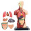 Modelo de Corpo Humano de 11 Polegadas para CriançAs, Brinquedos Modelo de Anatomia Do Tronco Humano, Boneca de Anatomia RemovíVel de 8 PeçAs com 2