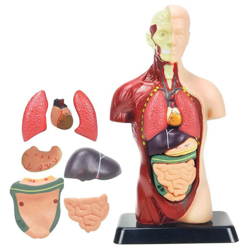 Modelo de Corpo Humano de 11 Polegadas para CriançAs, Brinquedos Modelo de Anatomia Do Tronco Humano, Boneca de Anatomia RemovíVel de 8 PeçAs com 1