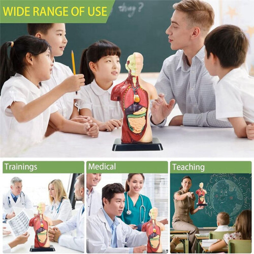 Modelo de Corpo Humano de 11 Polegadas para CriançAs, Brinquedos Modelo de Anatomia Do Tronco Humano, Boneca de Anatomia RemovíVel de 8 PeçAs com 2