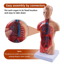 11 Zoll Menschlicher Torso-KöRpermodell, Anatomie, Anatomische Innere Organe für SchüLer, Lehrstudie, Montagemodell