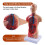 Anatomia Do Modelo Do Corpo Do Torso Humano de 11 Polegadas, óRgãOs Internos AnatôMicos para o Ensino Do Aluno, Modelo de Montagem Do Estudo 1