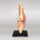 Medical Torso Human Body Model Education Knee Joint Organs Model for Student Teaching Study Assembling Model 6