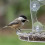 Modern Visible Design Bird Eating Area Perfect For Watching 5