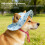Chapeau de soleil élégant pour animaux de compagnie, avec-Bleu S 5