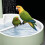 Adjustable Flows Pet Bird Shower with Electric-Beech stick 1.5 3