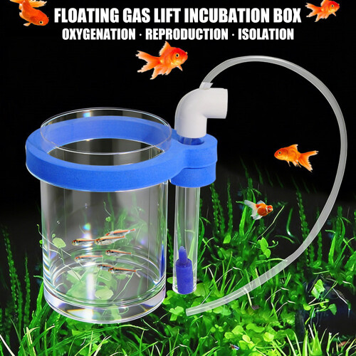 Innovative Floating Fish Breeding Box with Clear Viewing 1