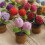 Artificial Crocheted Rose Potted Plant Double Headed Flower-B 5