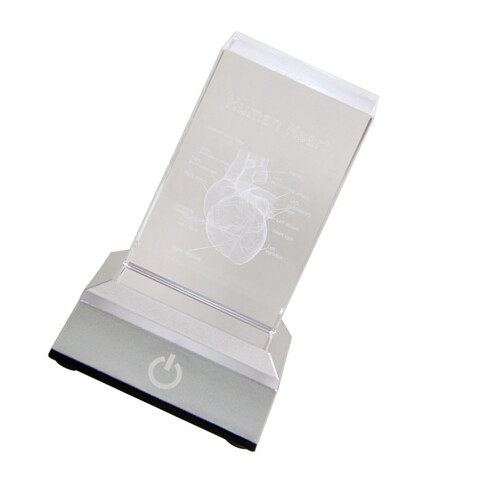 Crystal Anatomical Heart/Teeth Model Education Keepsakes-heart