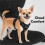 Funfox Dog Harness for Xlarge Dogs, No Pull Pet Vest Adjustable with Vertical Handle & Front Clip 3