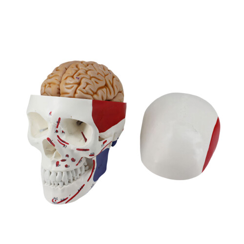 Full Size Skull Anatomy Model Featuring Colored Muscles And-2
