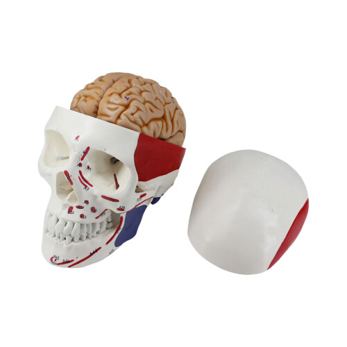 Sterk anatomisch hoofdmodel van PVC, perfect voor training en-1