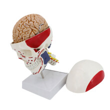 Premium Grade Anatomical Head Model Containing Brain-2