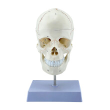 Life Size Human Skull With 7 Neck Vertebrae And Base Presenting