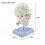 Life Size Human Skull With 7 Neck Vertebrae And Base Presenting 3