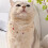 Small Dog Cats Pearls Collars Necklace-L Multi-Colored 5