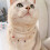 Strass perles chien chats collier collier coeur-S Multicolore 6