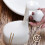 Sensing Soaps Dispenser Giraffes Liquid Soaps Container Large Capacity Intelligent Induction Foam Soaper 300ml 5