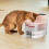 Cats Drinking Fountain Circulating Pet Water-White 4