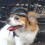 Dog Goggles Helmets for Sports Secure Adjustable Strap-Silver 5