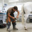 Adjustable Horse Hoofs Trimming Apron With Flexible Sizing And 4