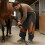 Adjustable Horse Hoofs Trimming Apron With Flexible Sizing And 6