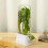 Fresh Herb Keeper For Refrigerator,Space Saving Cilantro Container For Fridge - Herb Saver For Cilantro, Mint Asparagus 6