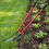 Lawn Edging Shears | Long Handle Garden Border Trimmer 6