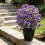 Realistic Flower Stake 22Inch High Artificial Plant-White 4