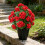 Artificial Begonia Flower With Stake Realistic Plastic-pink 2