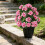 Artificial Begonia Flower With Stake Realistic Plastic-pink 4