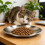 12PCS Elegante Edelstahl Flache Katzen Lebensmittel Platte 6