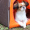 Abri pour chiot, lit grotte pour chaton d'intérieur, lit d'abri 4