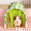 Hamster rongeurs tente cachette jouet gerbille abri cachettes 7