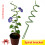 Reusables Protective Layer Plant Frame For Tomato Other Climbing 4