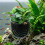 Tasse d'alimentation de ver de sang d'aquariums avec aspiration 5