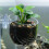 Tasse d'alimentation de ver de sang d'aquariums avec aspiration 6