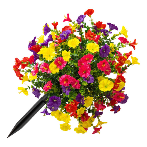 Piquet de fleur de gloire du matin-Couleurs mélangées