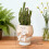 Multipurpose Small Toilet Planter User Friendly Desk Ornament 3