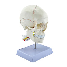 Levensgrote PVC-schedel- en wervelkolomdisplay met botkenmerken