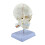 Engaging 3 Piece Skull And Neck Column Model With Correct Bone 1